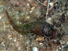 Lepadogaster purpurea