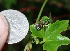 Agapostemon poeyi