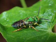 Agapostemon poeyi