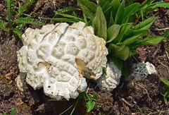 Calvatia sculpta