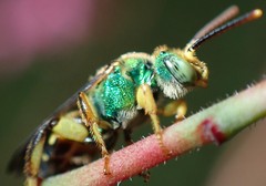 Agapostemon poeyi