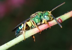 Agapostemon poeyi