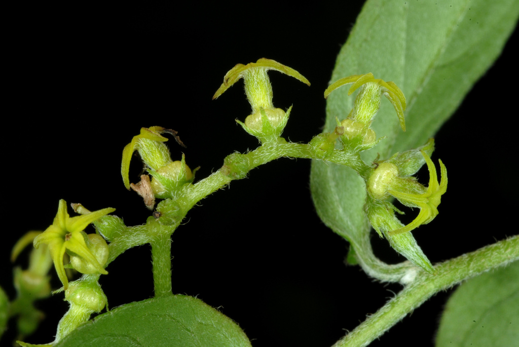 Twining Soldierbush