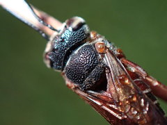 Coelioxys slossoni slossoni