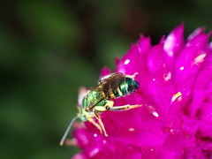 Agapostemon poeyi