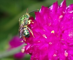 Agapostemon poeyi