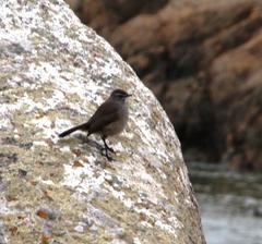 Cercotrichas coryphoeus