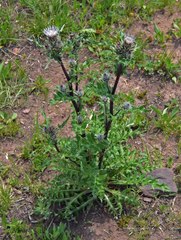 Cirsium osterhoutii