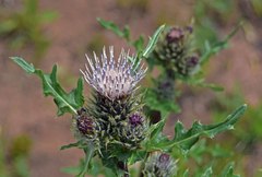 Cirsium osterhoutii