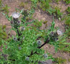 Cirsium osterhoutii