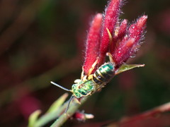 Agapostemon poeyi