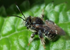Exomalopsis