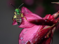 Agapostemon poeyi