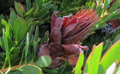 Protea venusta