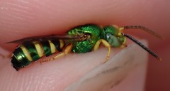 Agapostemon poeyi