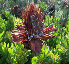 Protea venusta