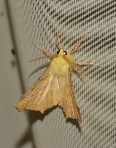 Ennomos alniaria