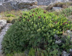 Protea venusta