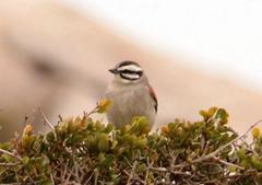 Emberiza capensis capensis