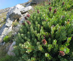 Protea venusta