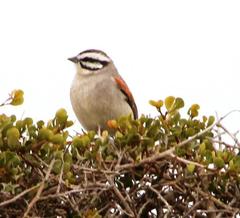 Emberiza capensis capensis