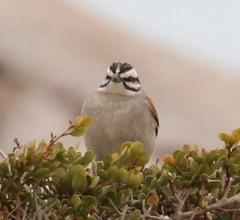 Emberiza capensis capensis