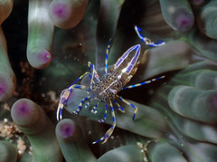 Periclimenes aegylios