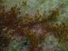 Myrionema amboinense