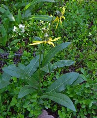 Senecio amplectens