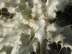 Berkheya francisci