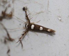 Stathmopoda triselena