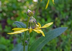 Senecio amplectens