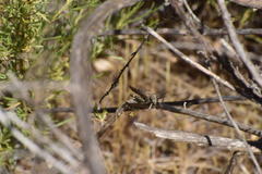 Lactista gibbosus
