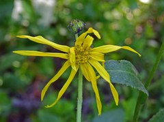 Senecio amplectens