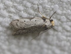 Philobota transversella