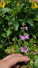 Stachys bogotensis