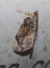 Crocidolomia suffusalis