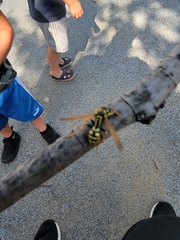 Polistes