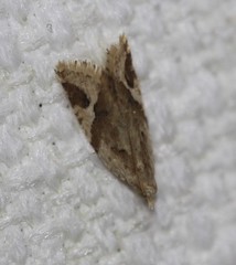 Euphona euphona