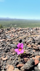 Diplacus deschutesensis