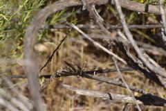 Lactista gibbosus