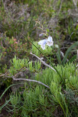Gladiolus caeruleus