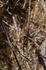 Lactista gibbosus