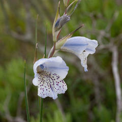 Gladiolus caeruleus