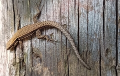 Podarcis muralis