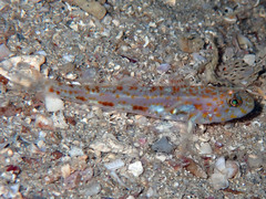 Thorogobius macrolepis