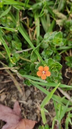 Anagallis arvensis iNat (2)