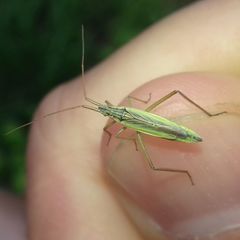 Notostira