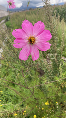 Cosmos bipinnatus