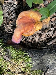 Ganoderma curtisii